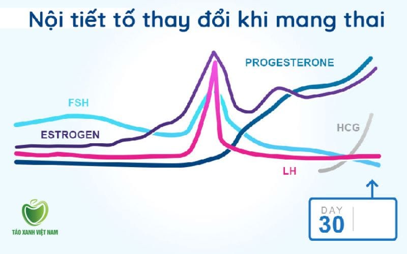 Thay đổi nội tiết tố estrogen và progesterone