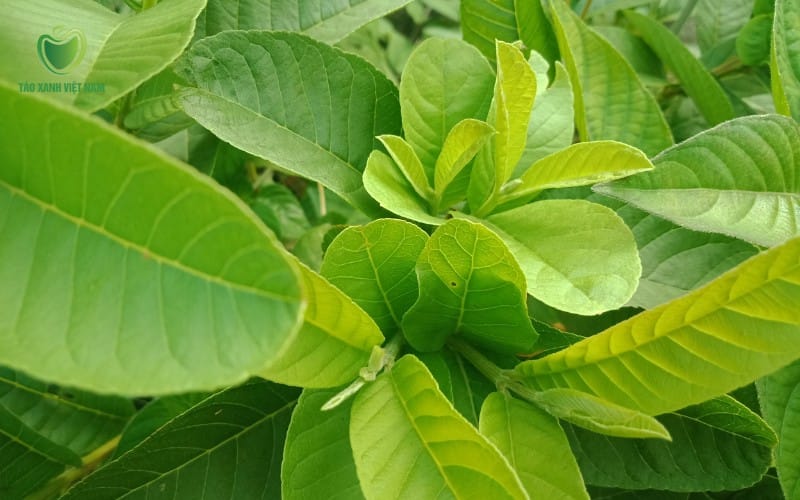 Xông khử mùi bằng lá ổi